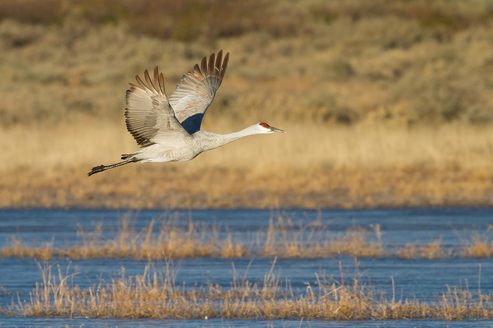 Kanadakranich Grus canadensis Sandhill Crane